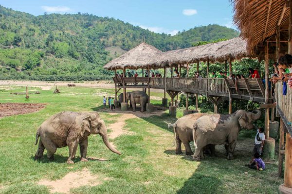 Trunks up save elephants | TTR Weekly