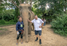 Honey helps a senior elephant heal