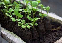 Ayana Ball wins Earthcheck Gold