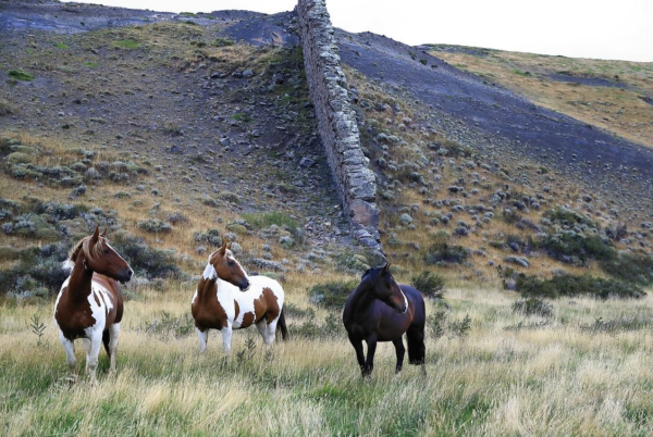 Horse riding adventures in Chile