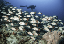 Centara unveils Beyond the Stay experiences