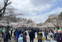 Japan’s cherry blossom bookings bloom