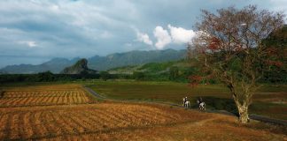 Island Horses: Discovering Langkawi from the saddle
