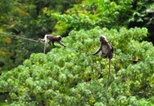 Easy nature trails in Langkawi