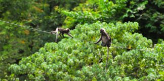 Easy nature trails in Langkawi