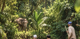 Khao Sok: Living beneath an ancient forest canopy
